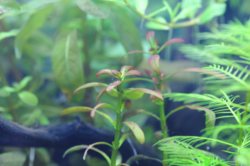 植栽から9日目　上から撮影　アルアナの夕焼け